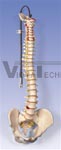 Classic Flexible Spine with female pelvis